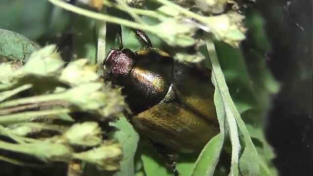 ИНСЕКТАРИЙ: 244. Луговой Хрущик (Anomala dubia) смотреть онлайн