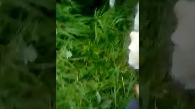 С собакой (дача) смотреть онлайн