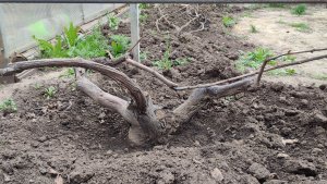 Открытие и подвязка винограда в новом сезоне 8.04.24