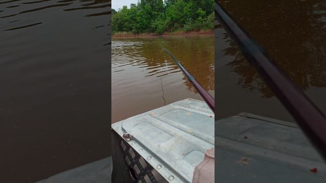 Красноперка на куколку опарыша смотреть онлайн