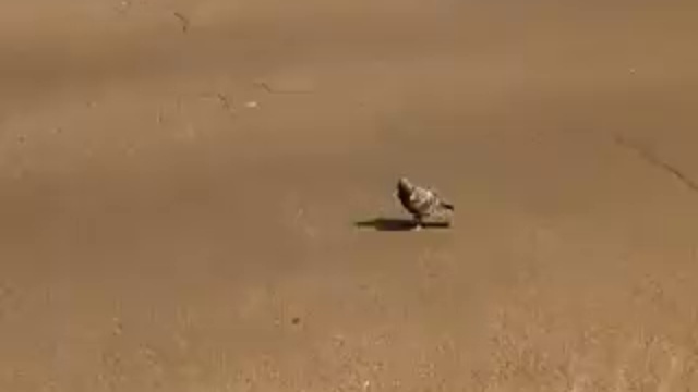 самоубийца смотреть онлайн