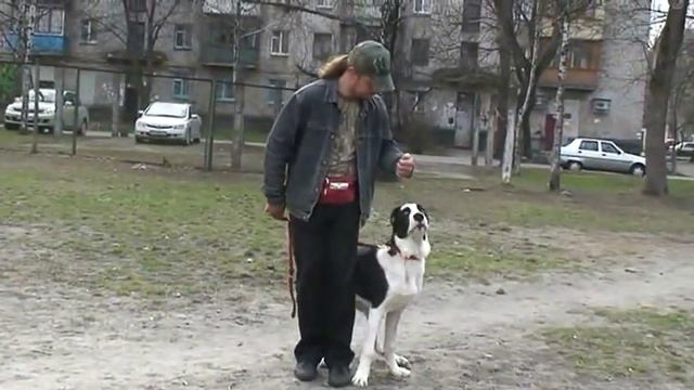 www.komne.com - Команда рядом Бесплатные уроки по дрессуре смотреть онлайн