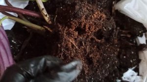 Пересадка калатей Медальон и Дотти???