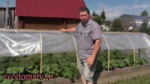 Огурцы под пленкой, урожай с гарантией