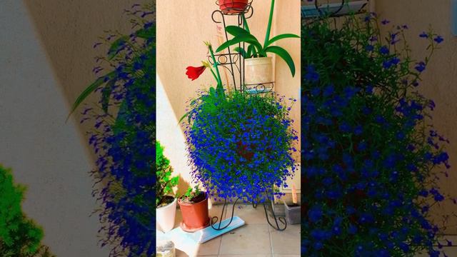 Ботанический этюд 🪻🌷🌿 #short смотреть онлайн