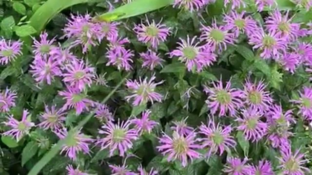 Monarda didyma 'Be Mine Lavender' смотреть онлайн