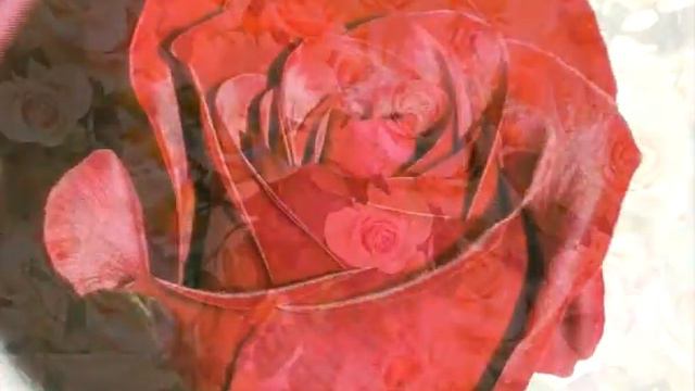 розы.avi смотреть онлайн