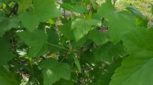 Почему засыхают  ветки смородины?Смородиновая стеклянница- признаки поражения,методы борьбы