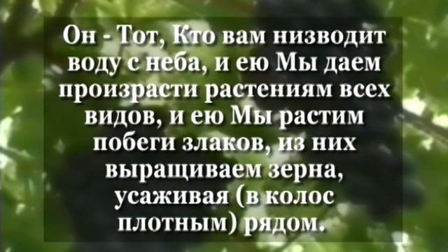 Тайны мозга человека вкус и запах - 4/4 смотреть онлайн