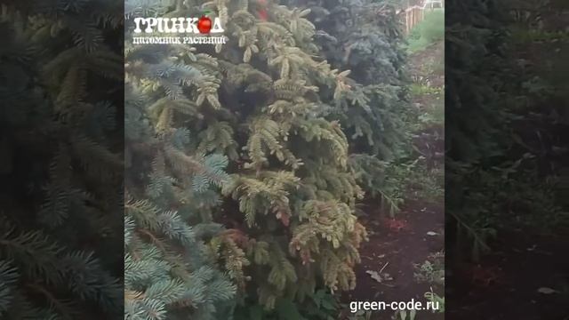 Ель колючая Глаука и Сербска Оморика смотреть онлайн