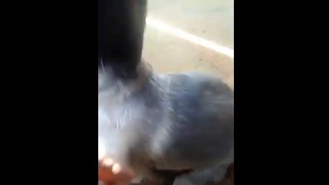 Щенки овчарки. Маленькие щенки смотреть онлайн