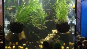 Растения в аквариуме  Как посадить растения в аквариуме