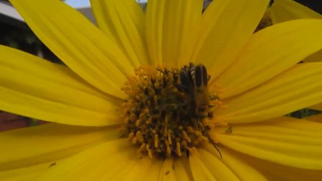 Lillian's Sunflower Dream смотреть онлайн