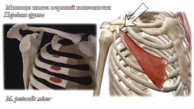 M. pectoralis minor, малая грудная мышца смотреть онлайн