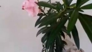 Олеандр в домашних условиях! Очень красивый комнатный цветок!