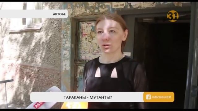 Многоэтажку в Актобе оккупировали тараканы смотреть онлайн