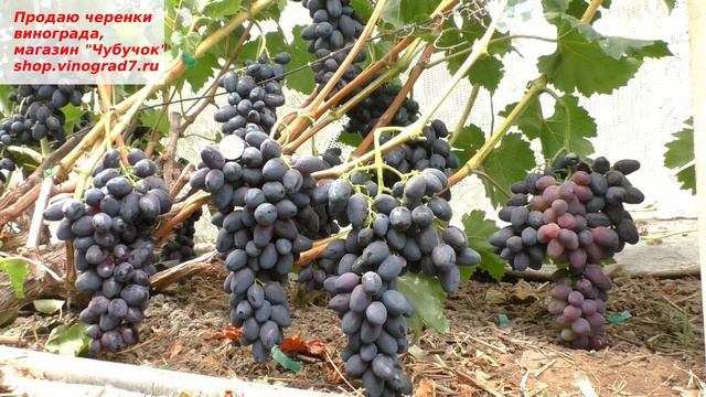 Виноград ЗАБАВА - стабильно плодоносящий, всегда с урожаем несмотря ни на что и сахар очень высокий смотреть онлайн