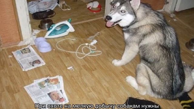 Чем отличается хаски от лайки по внешнему виду? смотреть онлайн