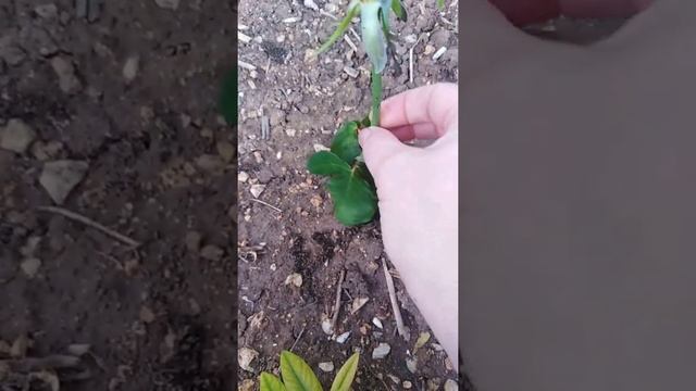 11. Как вырастить розу из черенка. #посадка_розы_из_букета #выраститьрозу #выраситьрозу_из_черенка смотреть онлайн
