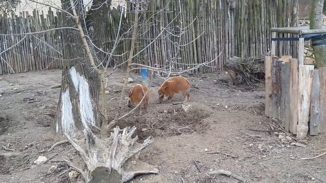 Свинья кистеухая Зоопарк Ополе Польша 2017. Potamochoerus porcus Zoo Opole Poland 2017. смотреть онлайн