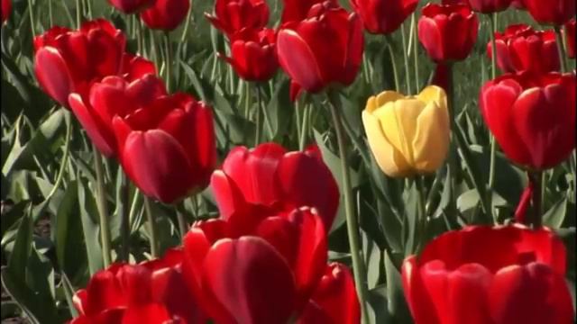 тюльпаны исп Ион Суручану смотреть онлайн