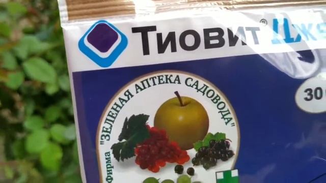 Появление мучнистой росы на розах.Лечение и профилактика.