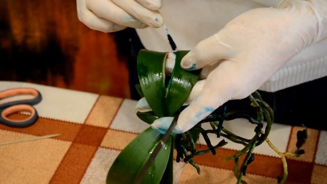 #2 Реанимация орхидей ( часть 2). Подготовка к посадке!(6.11.16) смотреть онлайн