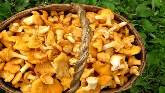 Грибы лисички польза и вред смотреть онлайн