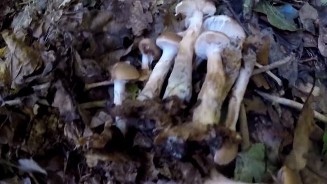 ЖАРИМ РЫЖИКИ НА КОСТРЕ.ТОЛСТОНОГИЕ ОПЯТА ПОШЛИ МАССОВО|Октябрь2018 смотреть онлайн