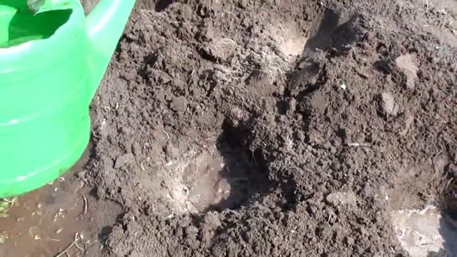 Как сажать помидоры! Высадка томатов в открытый грунт. смотреть онлайн