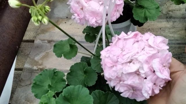 #73.Видео - обьявление о продаже свободных черенкков. смотреть онлайн