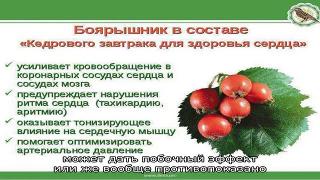 Натуральный антиоксидант — как влияет боярышник на организм смотреть онлайн