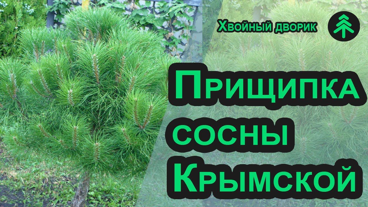 Как прищипать сосну весной за 5 минут и получить пышное растение с набитой хвоей. Прищипка сосны смотреть онлайн