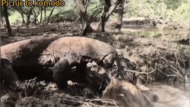 VARANUS KOMODO DRAGON VS DEER TIMORENSIS смотреть онлайн