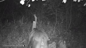 Медведь давит лосят и косулят. Фотоловушка в лесу.