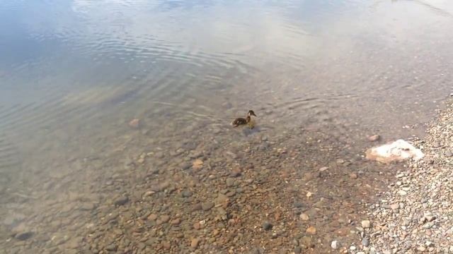 Мечты и мотивация Кошеваровы Наталья и Александр смотреть онлайн