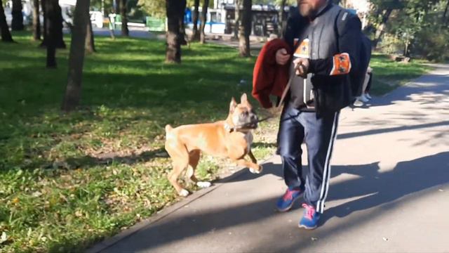 Давно с нами не гуляли? Исправляемся) Боксер и Белка. Нашли на лавочке ростки цветов🌷🌼🌺. смотреть онлайн