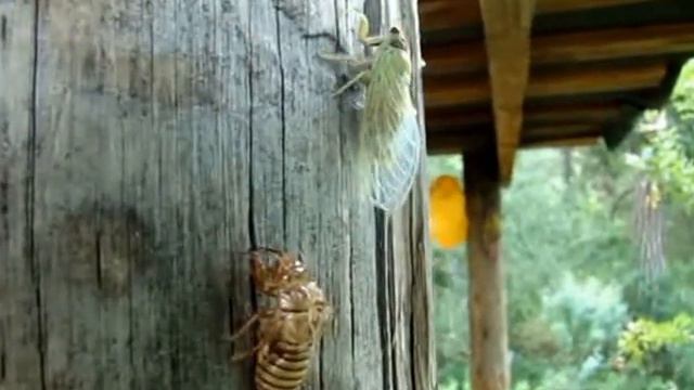 Барышня и бирюк смотреть онлайн