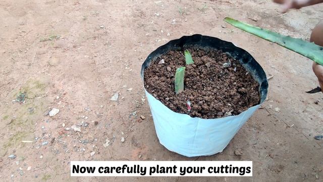 Growing aloe Vera from leaf cuttings | planting aloe Vera leaf experement смотреть онлайн