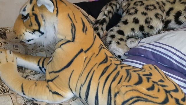 Чистка большого мягкого тигра смотреть онлайн