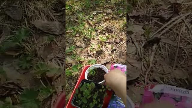 Посадка дубов и цветов смотреть онлайн