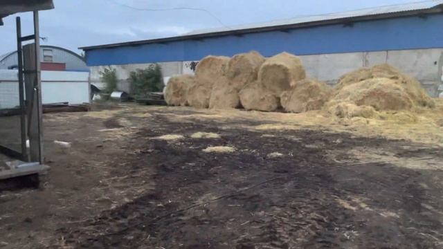 Привёз бычков постоянным клиентам