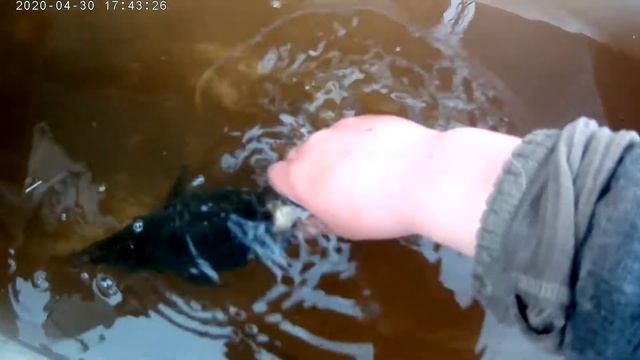 Очень крупный ротан смотреть онлайн