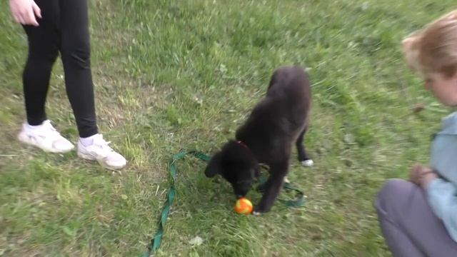 ОБУЧЕНИЕ ЩЕНКА. ДРЕССИРОВКА  СОБАКИ С НУЛЯ. Урок 6.mp4