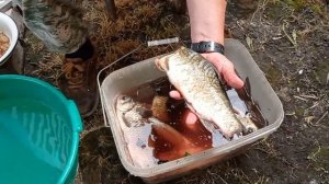 лучший способ разделки карася для жарки