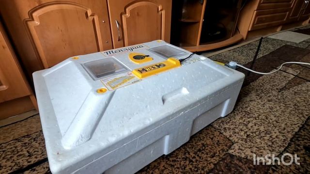 Инкубация яиц ФАЗАНА. Весь процесс от инкубации до выпуска фазана в дикую природу. Инкубация ч.1