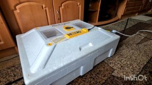 Инкубация яиц ФАЗАНА. Весь процесс от инкубации до выпуска фазана в дикую природу. Инкубация ч.1