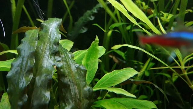 ЯВАНСКИЙ МОХ. СОДЕРЖАНИЕ В АКВАРИУМЕ. смотреть онлайн