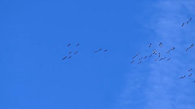 Птицы собираются в полет смотреть онлайн