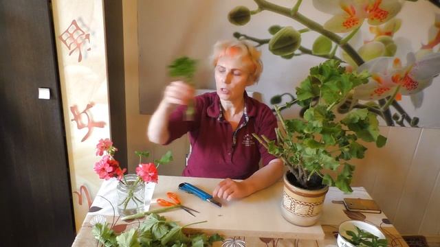 Перенос герани из сада на зимовку. Обрезка пеларгонии смотреть онлайн